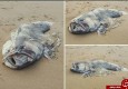 پیدا شدن موجود دریایی عجیب در سواحل استرالیا! +فیلم