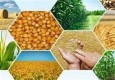 سرمایه‌گذاری ۹۹۲۵ میلیاردی در زیربخش‌های کشاورزی سیستان و بلوچستانی