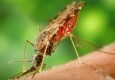 شناسایی ۱۱۹۱ مبتلا به مالاریا در سیستان و بلوچستان