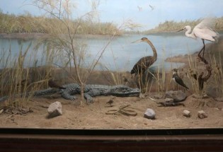 ۲۰۰ گونه تاکسی‌درمی در موزه تاریخ طبیعی و تنوع زیستی سیستان و بلوچستان وجود دارد