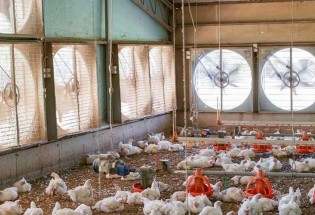 خبر خوش استاندار؛ ‌اعطای زمین و مجوز به ‌متقاضیان احداث مرغداری‌ در سیستان و بلوچستان