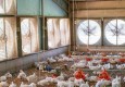 خبر خوش استاندار؛ ‌اعطای زمین و مجوز به ‌متقاضیان احداث مرغداری‌ در سیستان و بلوچستان