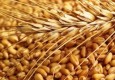آغاز توزیع ۱۵۴۰ تن گندم بذری بین کشاورزان سیستان و بلوچستان