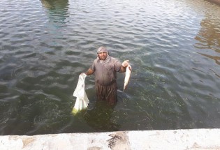 گزارش تصویری/برداشت ماهیان گرمابی از استخرهای شهرستان مرزی میرجاوه  