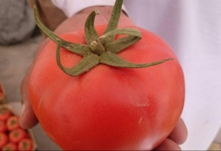 برداشت گوجه از گلخانه های شهرستان میرجاوه  
