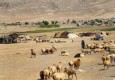 چوب حراج خشکسالی بر دام‌های عشایر سیستان