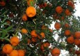 برداشت نارنگی از ۲۰۲ هکتار از باغات سیستان و بلوچستان آغاز شد